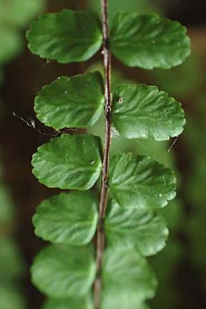 Asplenium trichomanes subsp. quadrivalens / Tetraploid Spleenwort, D Klingenberg am Main 17.9.2016