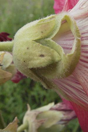 Alcea rosea \ Stockrose / Common Hollyhock, D Mannheim 28.6.2007