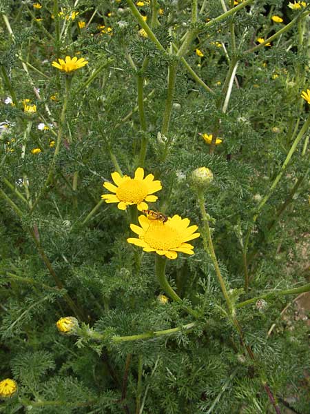 Anacyclus radiatus \ Gelber Bertram / Yellow Anacyclus, D Botan. Gar.  Universit.  Mainz 11.7.2009