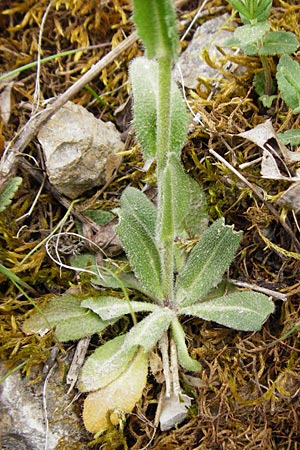 Arabis hirsuta \ Rauhaarige Gnsekresse, D Nüdlingen 9.5.2015