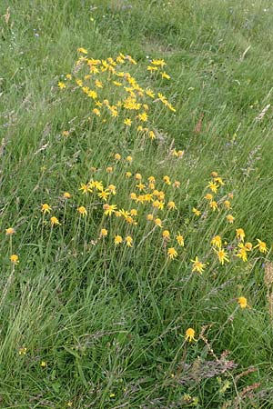 Arnica montana \ Bergwohlverleih, Arnika, D Rechtenbach 20.6.2016