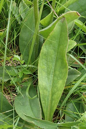 Arnica montana \ Bergwohlverleih, Arnika, D Rechtenbach 20.6.2016