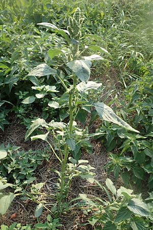 Amaranthus retroflexus \ Rauhaariger Amaranth / Common Pigweed, D Klingenberg am Main 10.9.2016