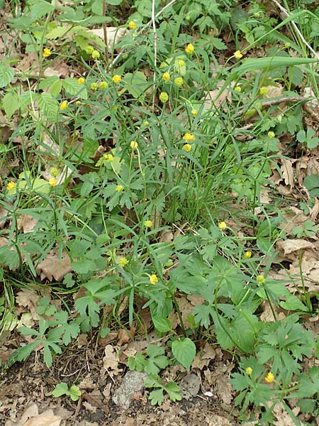 Ranunculus arundo \ Angelruten-Gold-Hahnenfu / Fishing-Rod Goldilocks, D Wachtberg-Berkum 23.4.2017