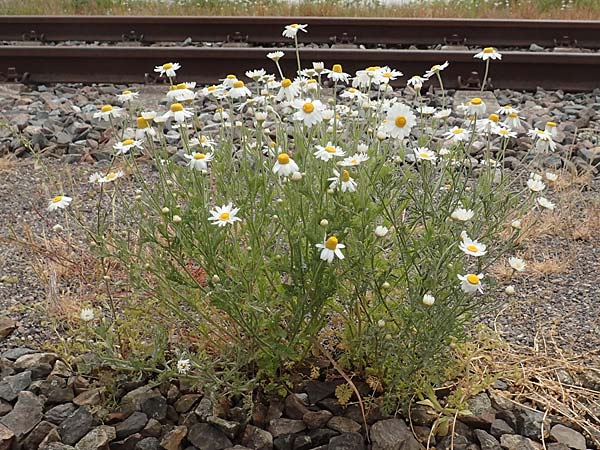 Anthemis ruthenica \ Ukrainische Hundskamille / Russian Chamomile, D Mannheim 6.5.2017