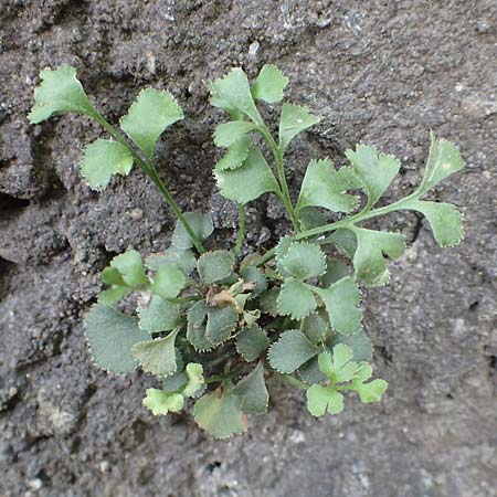 Asplenium ruta-muraria / Wall-Rue, D Heidelberg 21.6.2017