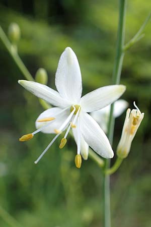 Anthericum ramosum \ stige Graslilie, Rispen-Graslilie / Branched St. Bernard's Lily, D Spaichingen 26.6.2018