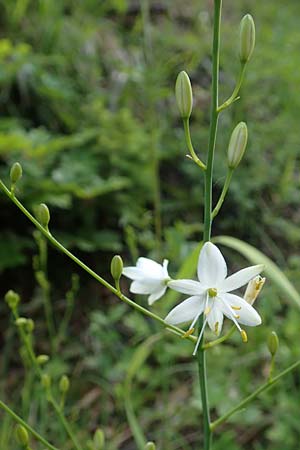 Anthericum ramosum \ stige Graslilie, Rispen-Graslilie / Branched St. Bernard's Lily, D Spaichingen 26.6.2018