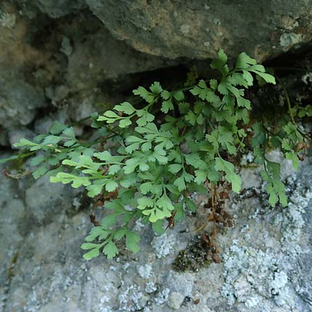 Asplenium ruta-muraria \ Gewhnliche Mauerraute / Wall-Rue, D Beuron 27.6.2018