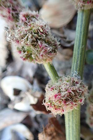 Amaranthus rudis \ Wasserhanf / Water Hemp, D Mannheim 14.10.2018