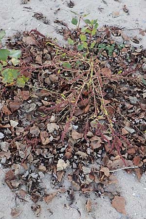 Amaranthus rudis \ Wasserhanf / Water Hemp, D Mannheim 14.10.2018