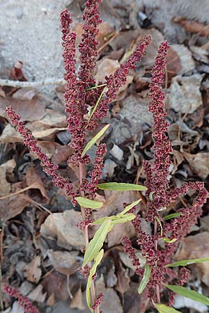 Amaranthus rudis \ Wasserhanf / Water Hemp, D Mannheim 14.10.2018