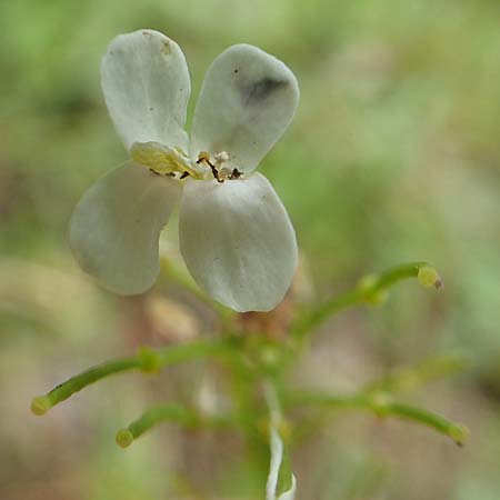 Arabis procurrens / Running Rock-Cress, D Weinheim an der Bergstraße 29.4.2019