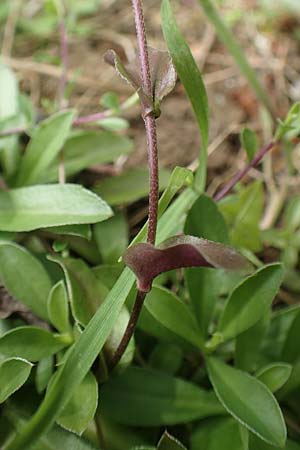 Arabis procurrens / Running Rock-Cress, D Weinheim an der Bergstraße 29.4.2019