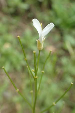 Arabis procurrens / Running Rock-Cress, D Weinheim an der Bergstraße 29.4.2019