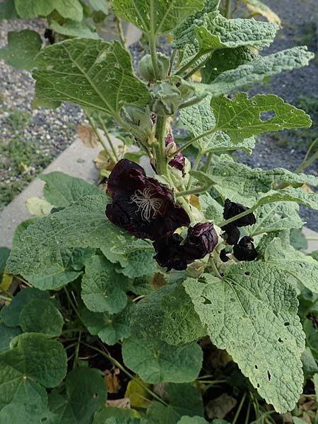 Alcea rosea forma nigra \ Schwarze Stockrose / Black Hollyhock, D Essen 27.7.2019