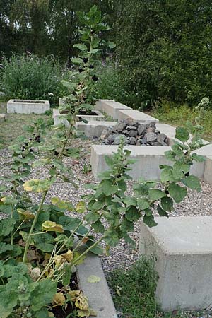 Alcea rosea forma nigra \ Schwarze Stockrose / Black Hollyhock, D Essen 27.7.2019