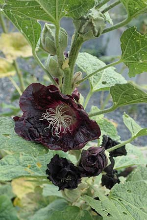 Alcea rosea forma nigra \ Schwarze Stockrose / Black Hollyhock, D Essen 27.7.2019