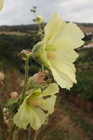 Alcea rosea \ Stockrose / Common Hollyhock, D Grünstadt-Asselheim 9.9.2019