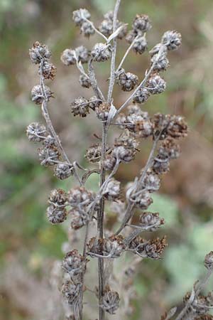 Artemisia absinthium \ Wermut / Wormwood, D Mannheim 27.10.2019