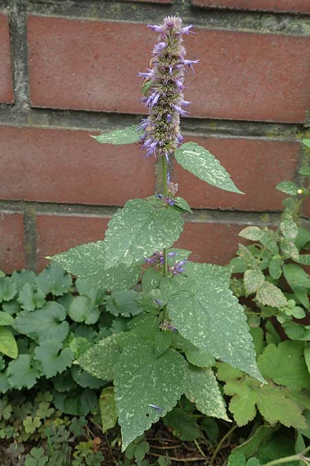 Agastache rugosa \ Ostasiatische Duftnessel, D Bochum 9.9.2020