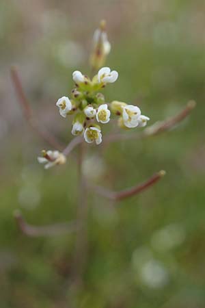 Arabidopsis thaliana / Thale Cress, D Viernheim 9.4.2021