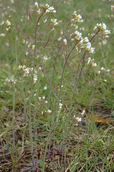 Arabidopsis thaliana \ Acker-Schmalwand / Thale Cress, D Viernheim 9.4.2021