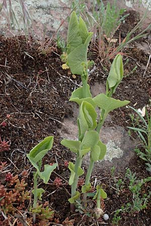 Aristolochia clematitis \ Echte Osterluzei, D Mannheim 24.4.2022