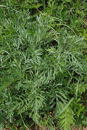 Senecio erucifolius \ Raukenblttriges Greiskraut, D Thüringen, Eisenach 6.6.2022