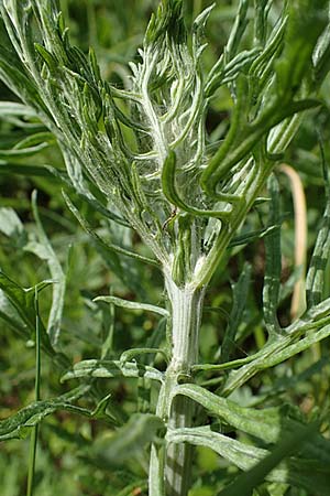 Senecio erucifolius / Hoary Ragwort, D Thüringen, Eisenach 6.6.2022