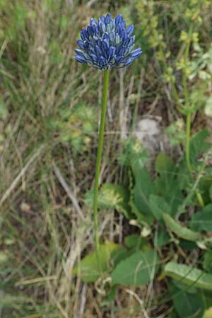 Allium vineale \ Weinberg-Lauch / Wild Onion, D Thüringen, Erfurt 6.6.2022