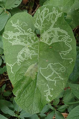 Arctium lappa \ Groe Klette / Greater Burdock, D Thüringen, Erfurt 13.6.2022