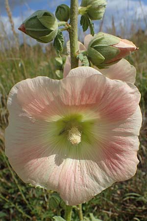 Alcea rosea \ Stockrose / Common Hollyhock, D Dorsten 20.6.2022