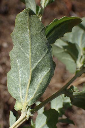 Atriplex rosea \ Rosen-Melde / Tumbling Orache, D Graben-Neudorf 6.10.2022