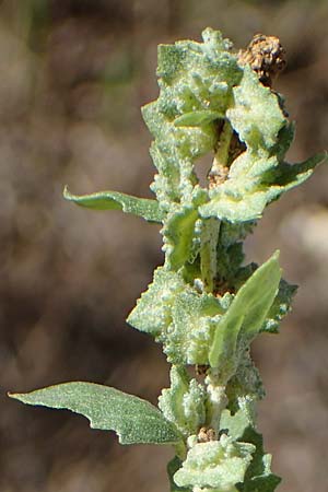 Atriplex rosea \ Rosen-Melde / Tumbling Orache, D Graben-Neudorf 6.10.2022