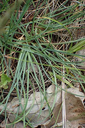 Armeria maritima subsp. elongata / Tall Thrift, D Sachsen-Anhalt, Hettstedt 17.6.2023