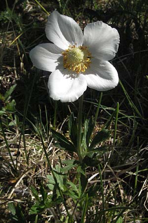 Anemone sylvestris / Snowdrop Anemone, D Karlstadt 30.4.2007