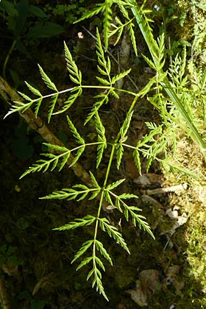 Anthriscus sylvestris subsp. stenophyllus \ Schmalzipfeliger Wiesen-Kerbel / Narrow-Leaved Cow Parsley, D Beuron 11.7.2015