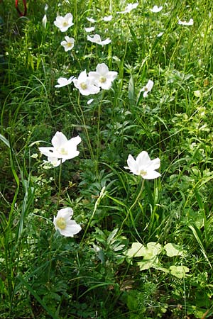 Anemone sylvestris \ Wald-Anemone / Snowdrop Anemone, D Sinsheim 15.5.2015