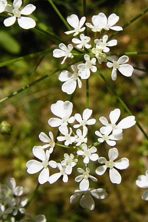 Anthriscus sylvestris subsp. stenophyllus / Narrow-Leaved Cow Parsley, D Beuron 11.7.2015