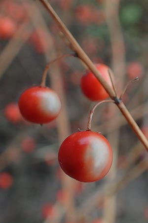 Asparagus officinalis \ Gemse-Spargel / Garden Asparagus, Wild Asparagus, D Mannheim 21.10.2015