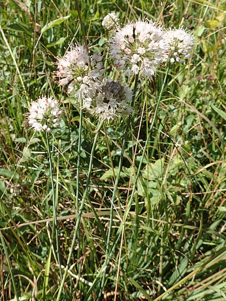 Allium suaveolens \ Wohlriechender Lauch / Fragrant Leek, D Radolfzell 6.9.2016