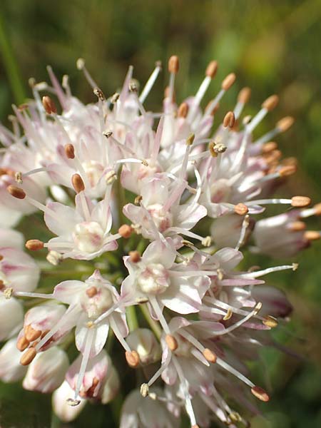 Allium suaveolens \ Wohlriechender Lauch / Fragrant Leek, D Radolfzell 6.9.2016