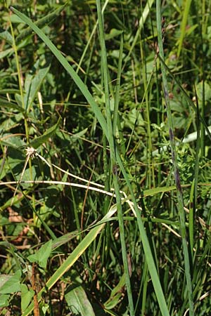 Allium suaveolens / Fragrant Leek, D Radolfzell 6.9.2016