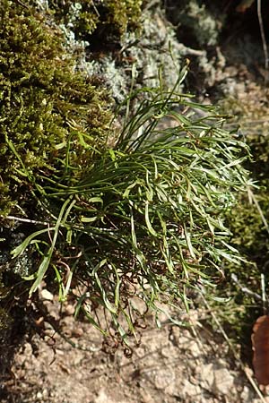 Asplenium septentrionale \ Nordischer Streifenfarn / Forked Spleenwort, D Heidelberg 22.9.2017