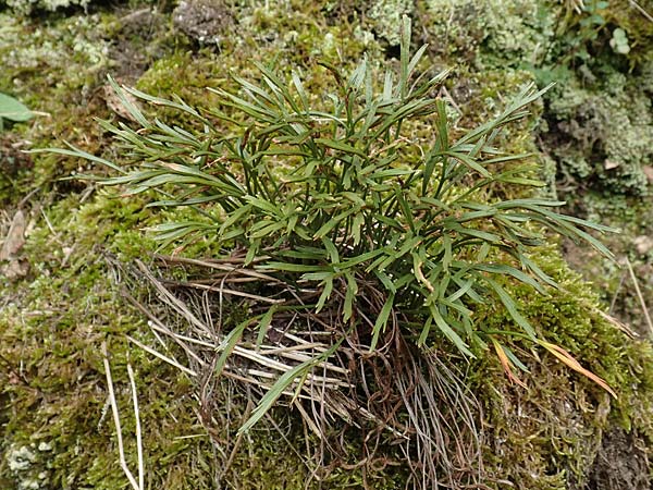 Asplenium septentrionale \ Nordischer Streifenfarn / Forked Spleenwort, D Heidelberg 22.9.2017