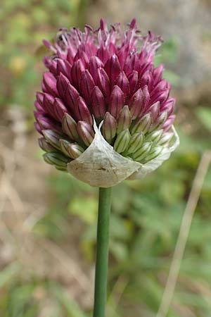 Allium sphaerocephalon / Round-Headed Leek, D Kaiserstuhl,  Badberg 25.6.2018