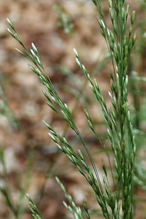 Agrostis stolonifera \ Weißes Straußgras / Creeping Bentgrass, D Hunsrück, Börfink 18.7.2020