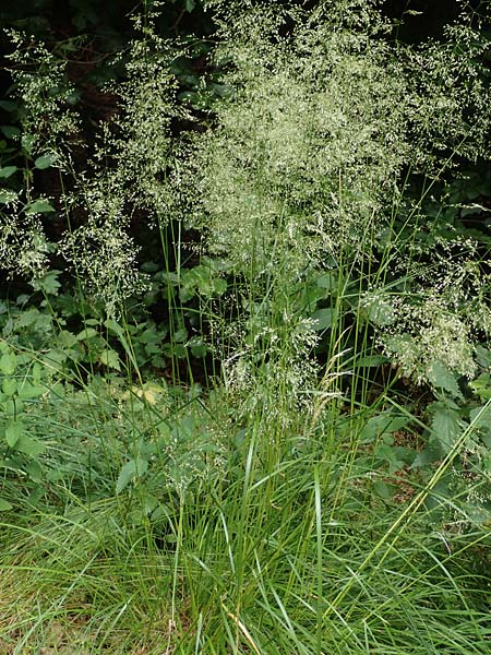 Agrostis stolonifera \ Weißes Straußgras / Creeping Bentgrass, D Hunsrück, Börfink 18.7.2020