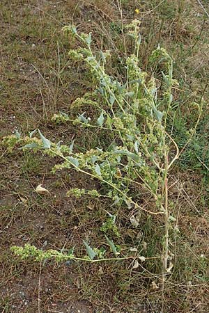 Atriplex sagittata \ Glanz-Melde / Glossy-Leaved Orache, D Sachsen-Anhalt, Sülzetal-Sülldorf 27.9.2020